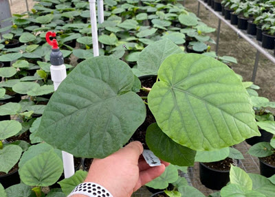 Ficus Umbellata